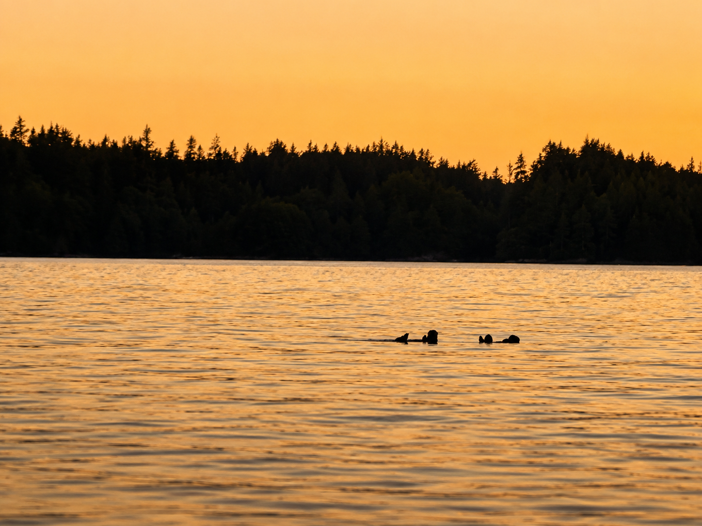 Wildlife Coast Lightroom Preset Pack